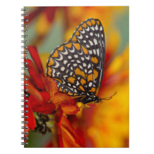 Baltimore-Scheckiger Schmetterling Notizblock