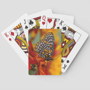 Baltimore-Scheckiger Schmetterling Spielkarten