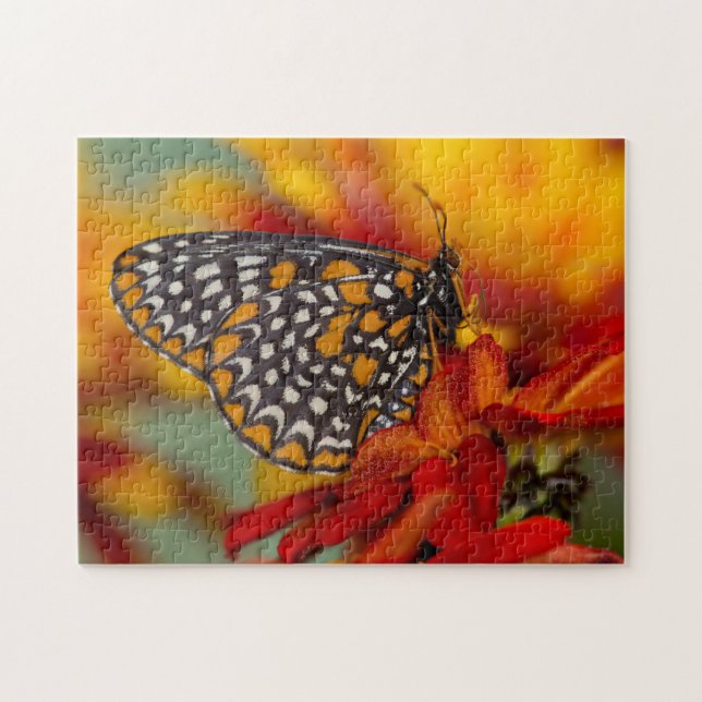 Baltimore-Schmetterling (Horizontal)