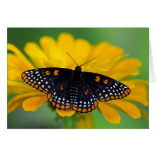 Baltimore Schmetterling