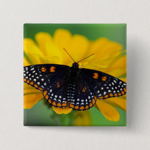 Baltimore Schmetterling Button
