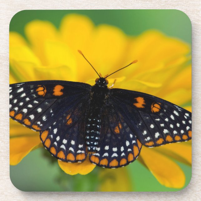 Baltimore Schmetterling Getränkeuntersetzer (Vorderseite)