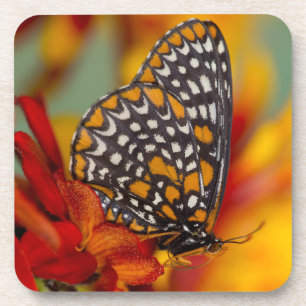 Baltimore-Schmetterling Getränkeuntersetzer