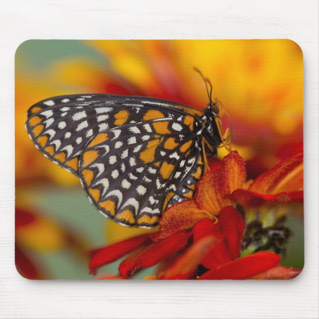 Baltimore-Schmetterling Mousepad (Vorne)