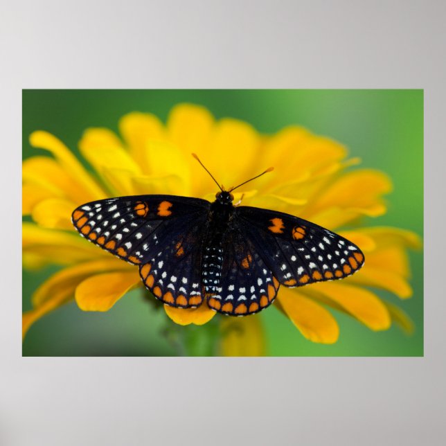 Baltimore Schmetterling Poster (Vorne)