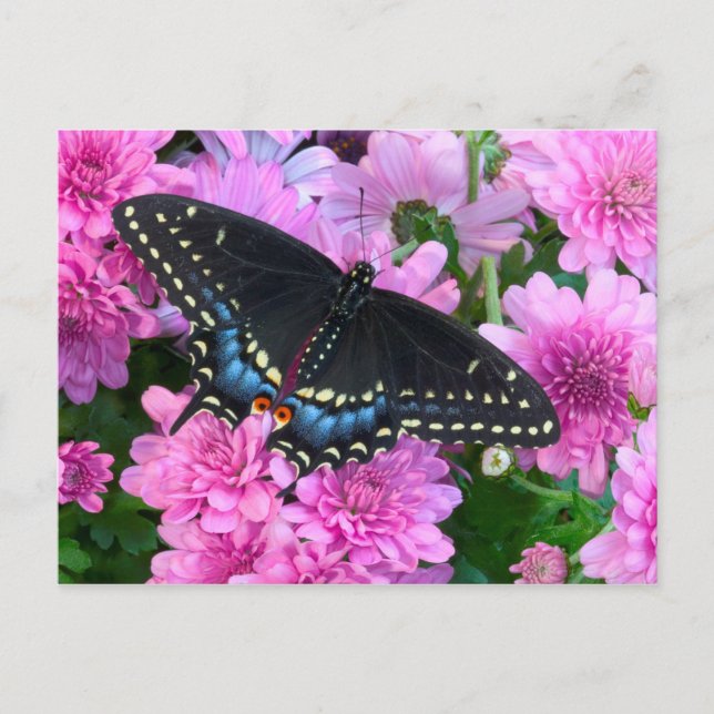 Baltimore Schmetterling Postkarte (Vorderseite)