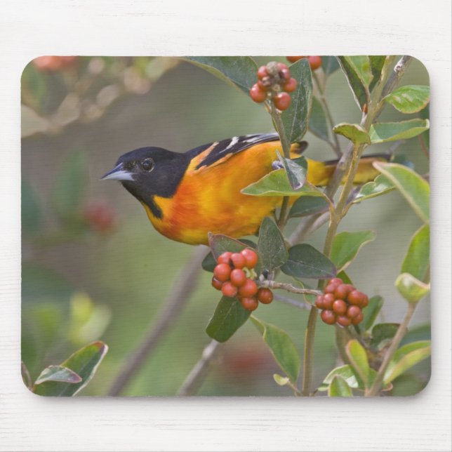 Baltimore-Trillervogel Mousepad (Vorne)