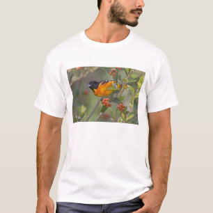 Baltimore-Trillervogel T-Shirt