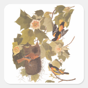 Baltimore-Trillling Audubon-Vogelfamilie mit Nest Quadratischer Aufkleber
