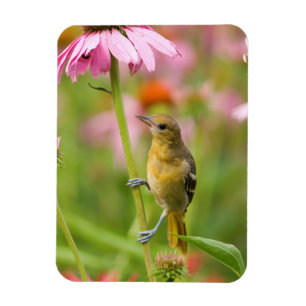 Baltimore-Trillvogel Magnet