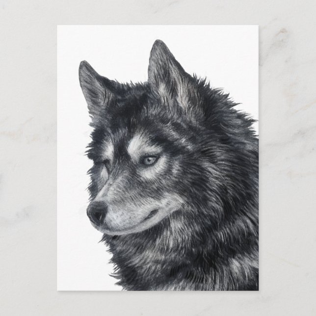 Balto Dog Postkarte (Vorderseite)