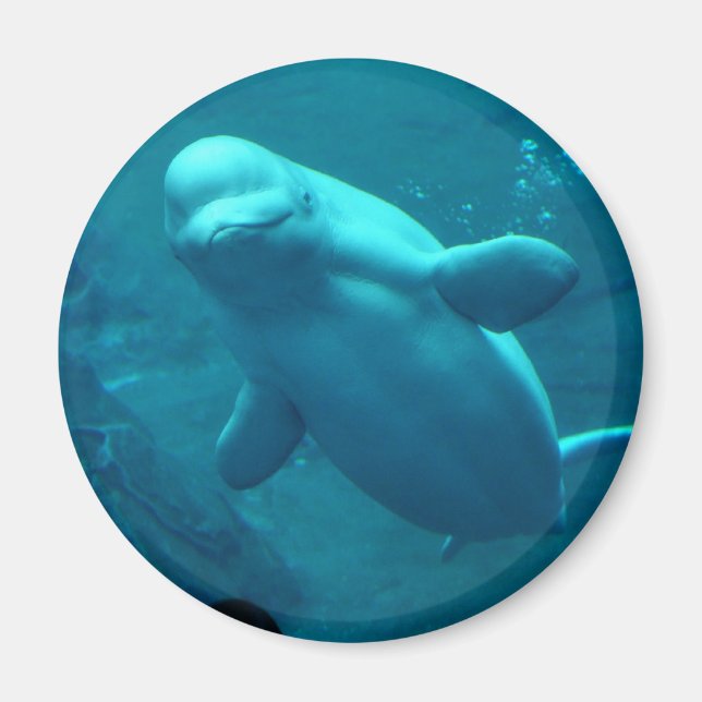 Baluga Whale Magnet (Vorne)