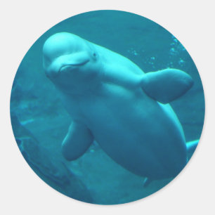 Baluga Whale Runder Aufkleber
