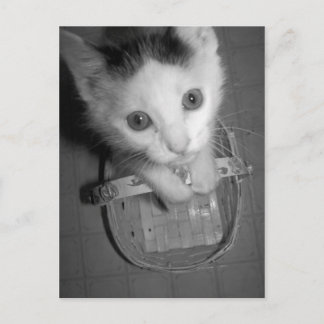 Bambam Kitty Postkarte