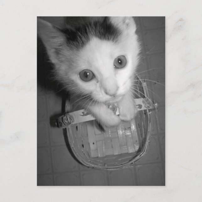 Bambam Kitty Postkarte (Vorderseite)