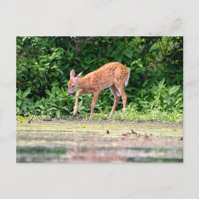 Bambi am Wasser Postkarte (Vorderseite)