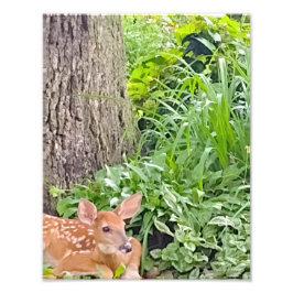 Bambi Fotodruck