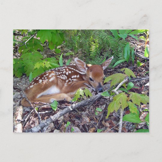 Bambi Le Bebe Chevreuil Postkarte Zazzle Ch