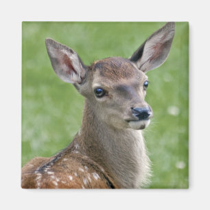 Bambi Magnet