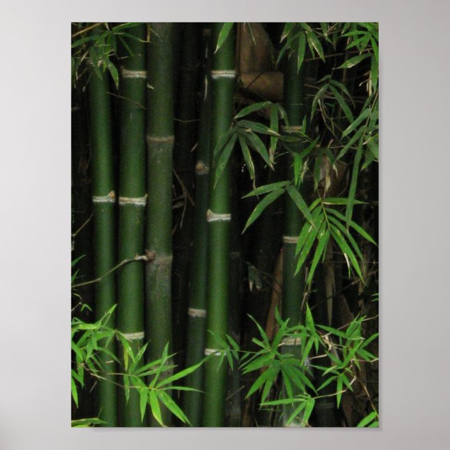 Bamboo ... Fao Rai, Nong Khai, Isaan, Thailand Poster (Vorne)