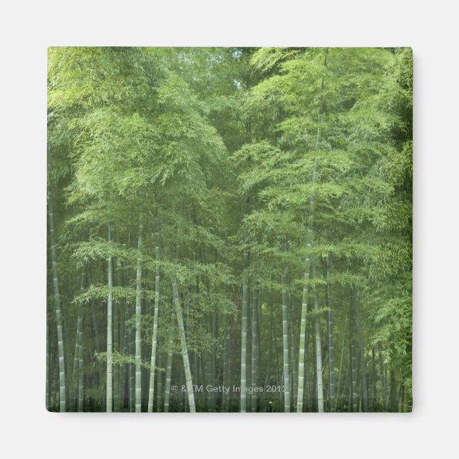Bamboo Forest Magnet (Vorne)