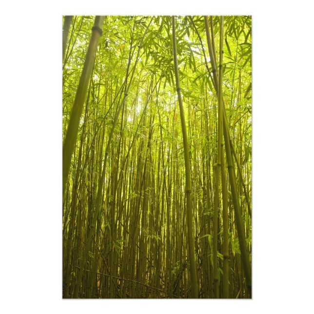 Bamboo Forest near Waikamoi Ridge Trail, North Fotodruck (Vorne)