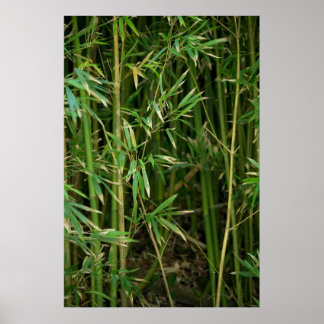 Bamboo Forest Poster