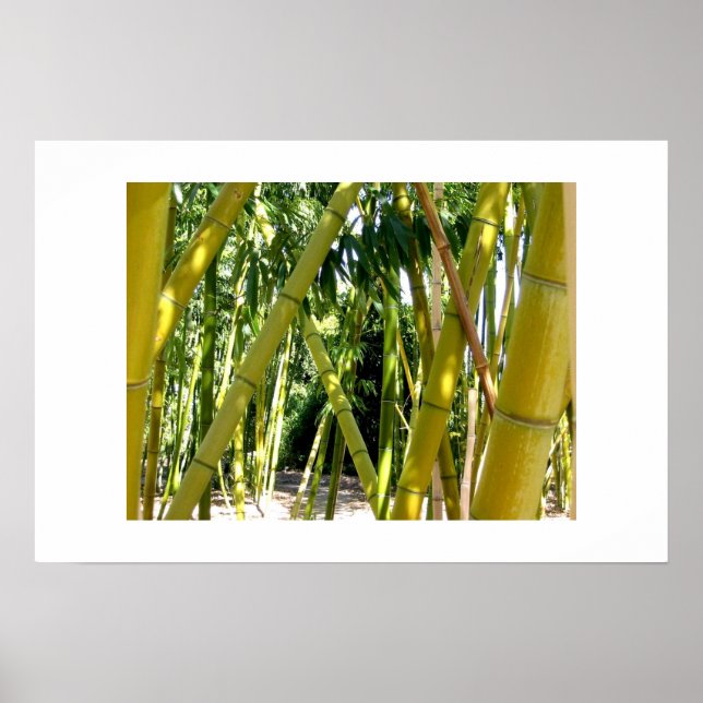 Bamboo Garden Poster (Vorne)