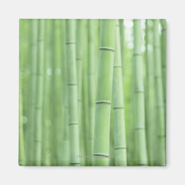Bamboo Grove Magnet (Vorne)