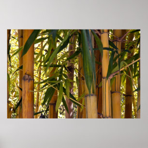 Bamboo Jungle Poster