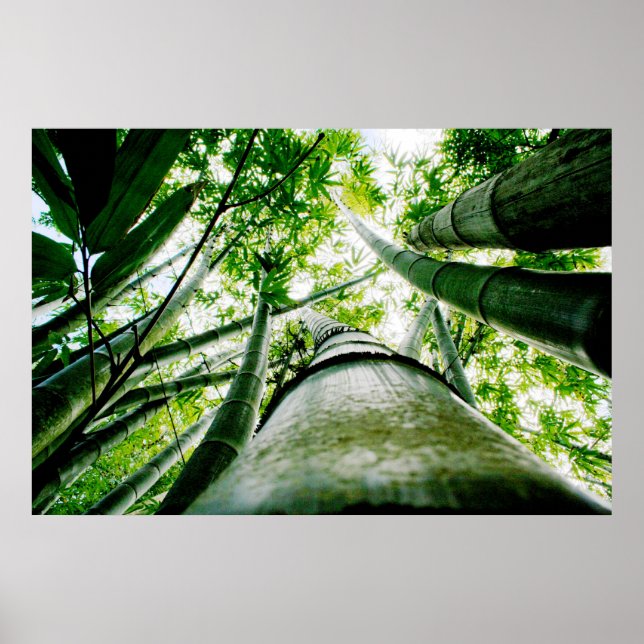Bamboo Poster (Vorne)