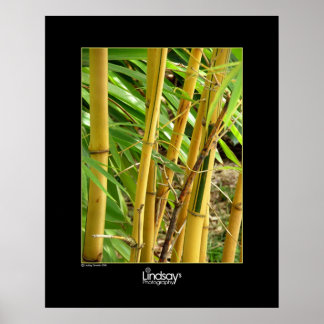 Bamboo Poster
