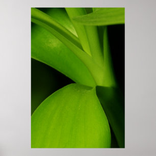 Bamboo Poster