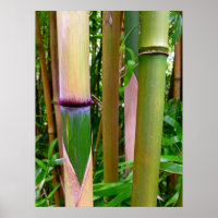 Bamboo