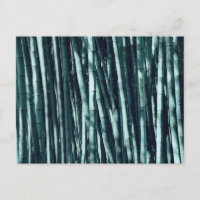 Bamboo