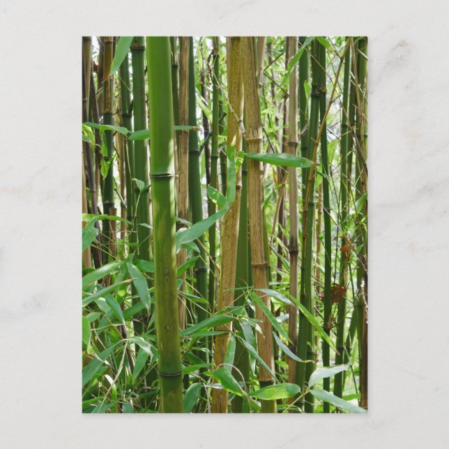 Bamboo Postkarte (Vorderseite)
