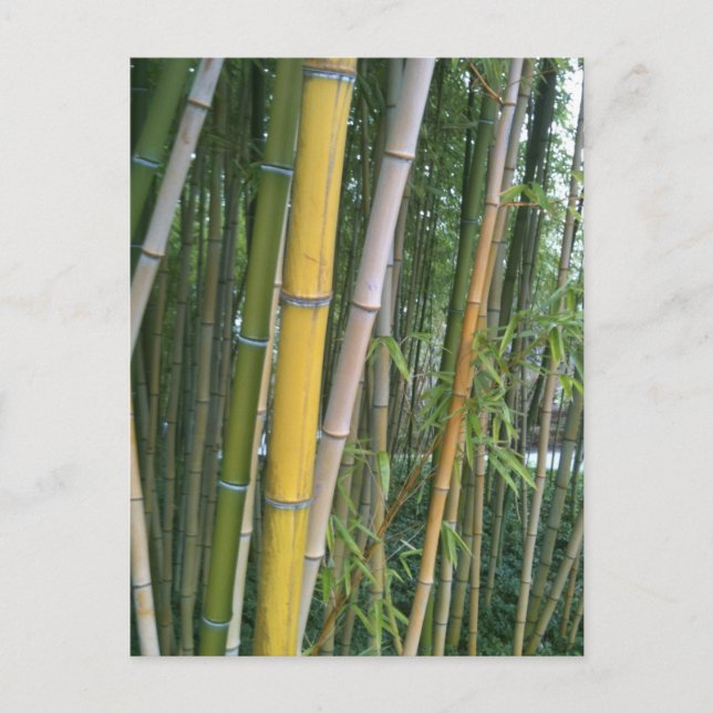 Bamboo Reeds Postkarte (Vorderseite)