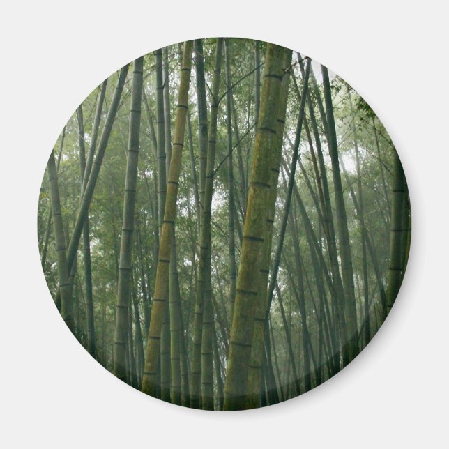 Bamboos Magnet (Vorne)