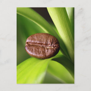 Bambus Kaffeebohne Postkarte