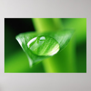 Bambus Wassertropfen Poster