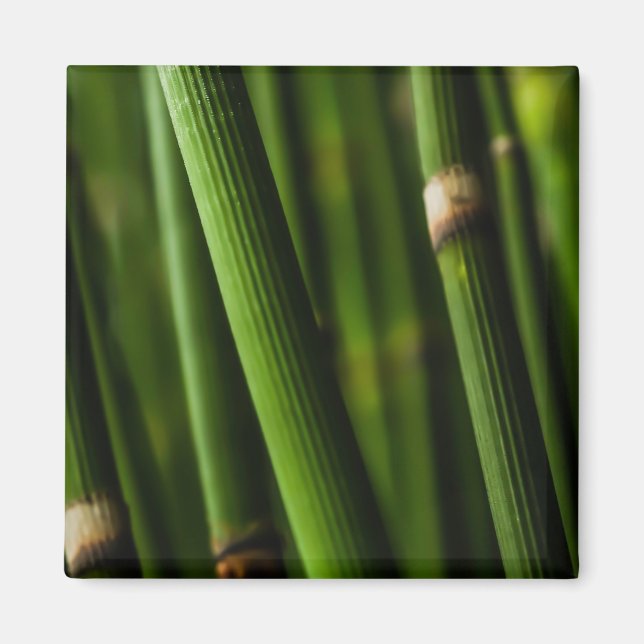 Bambusmuster Magnet (Vorne)