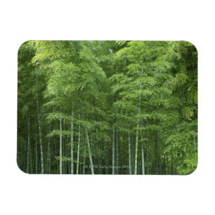 Bambuswald Magnet