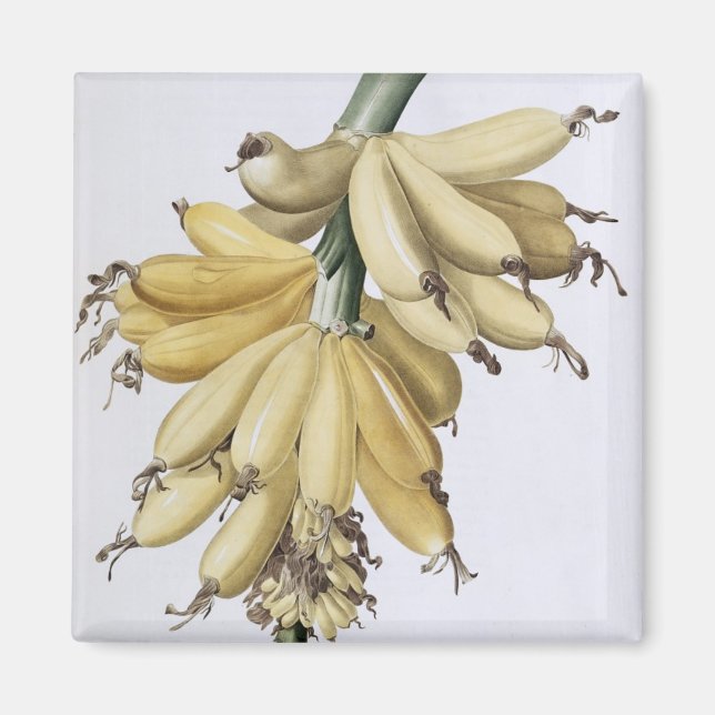 Banana, 1816 magnet (Vorne)