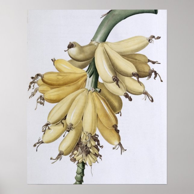 Banana, 1816 poster (Vorne)