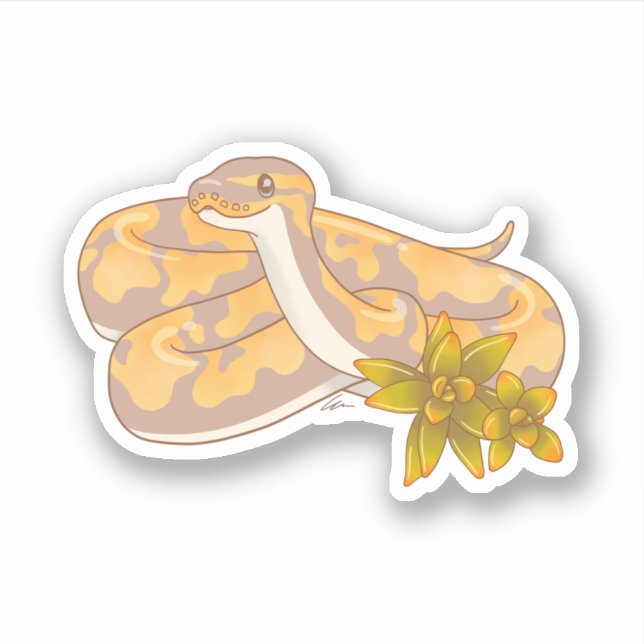 Banana Ball Python et Sticker Succulent (Devant)