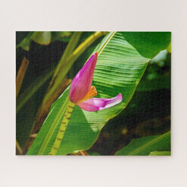 Banana-Blume, Limahuli Gardens, Kauai, Hawaii (Horizontal)