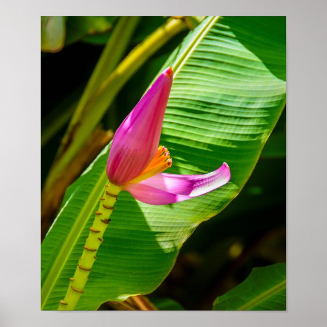 Banana Blume, Limahuli Gardens, Kauai Vertikal Poster (Vorne)