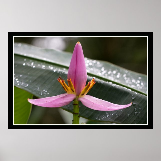 Banana Blume Poster (Vorne)