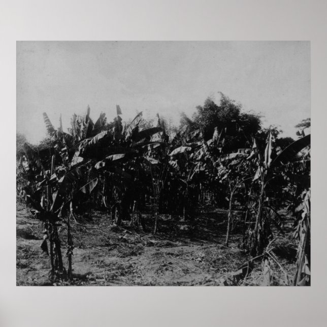 Banana Cultivation, Trinidad, c.1891 Poster (Vorne)