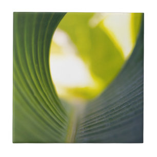 Banana Leaf Fliese